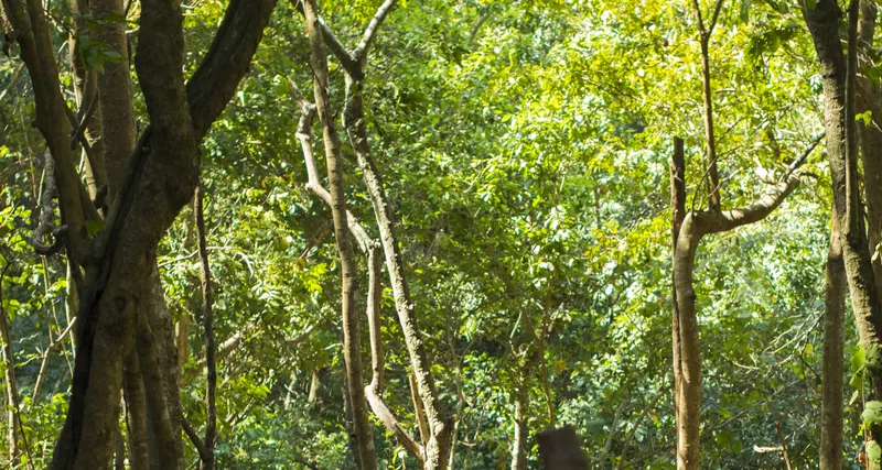 Sunlit trees and climbing vines in the forest at Maredumilli