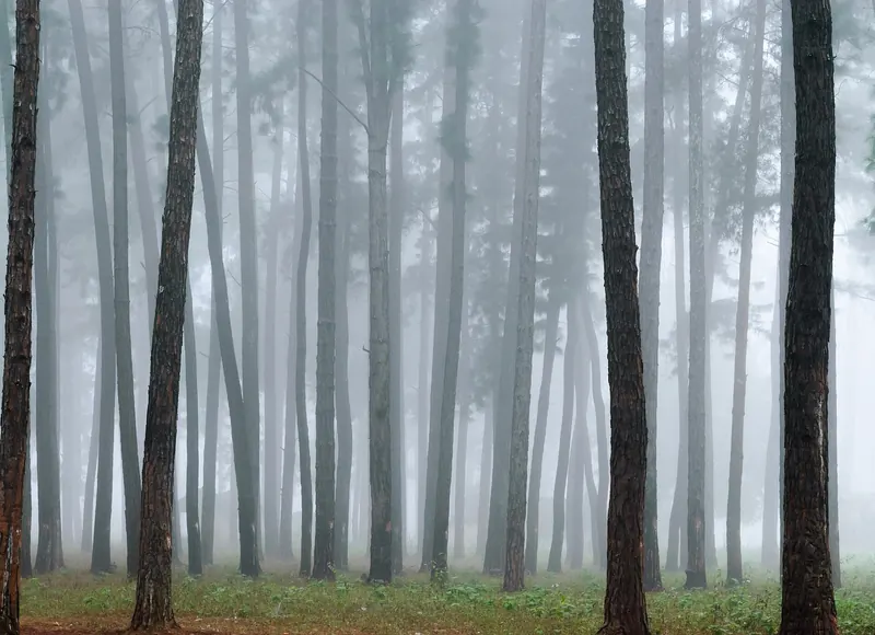 Tall pine trees in morning mist near Araku