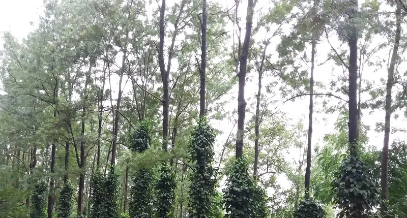 Tall trees with pepper vines climbing their trunks in a shaded plantation in Araku Valley