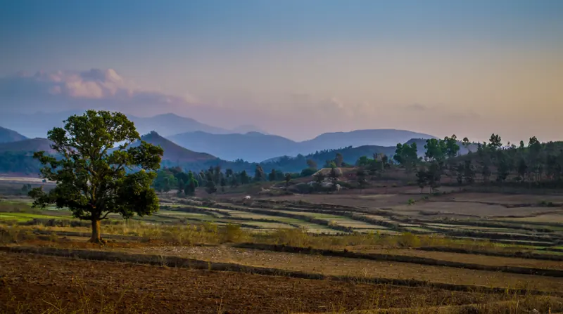Farmland and a lone tree below blue hills at dusk in Araku Valley